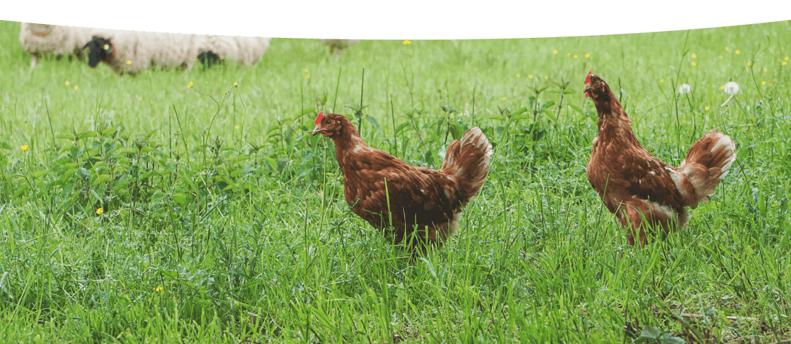 Hühner und Schafe auf grüner Wiese